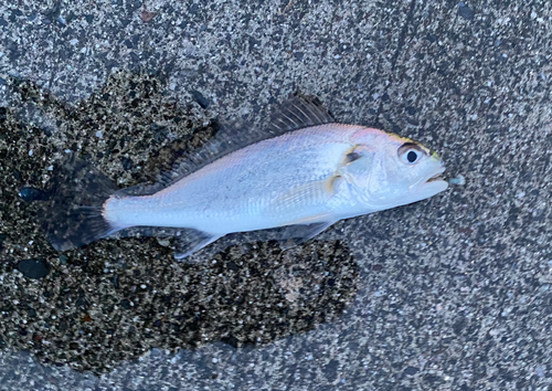 イシモチの釣果