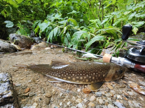 イワナの釣果