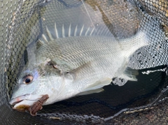 キビレの釣果