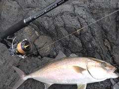 カンパチの釣果