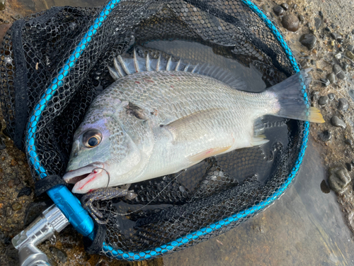 キビレの釣果