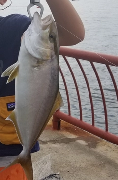 シオの釣果