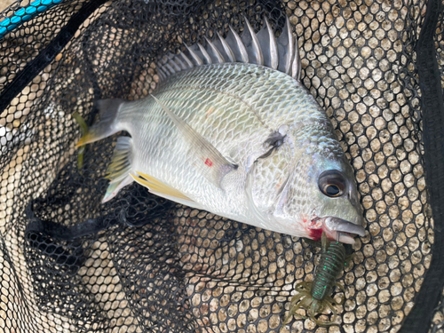 キビレの釣果