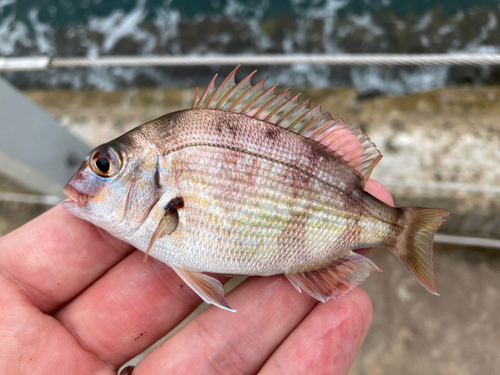 タイの釣果