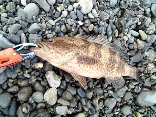 オオモンハタの釣果