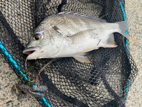 キビレの釣果