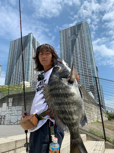 チヌの釣果