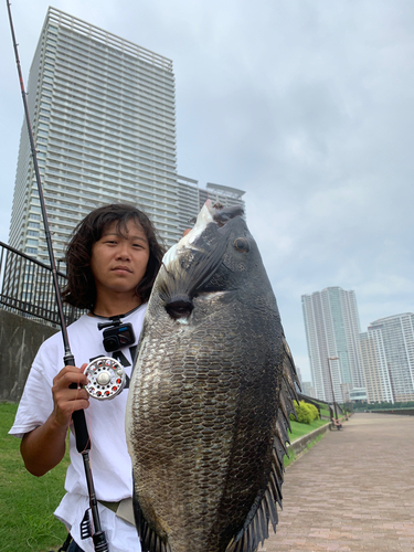 チヌの釣果