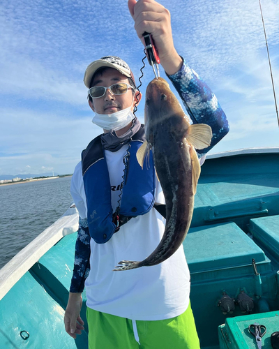 マゴチの釣果