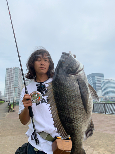 チヌの釣果