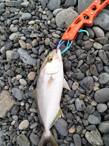 ショゴの釣果