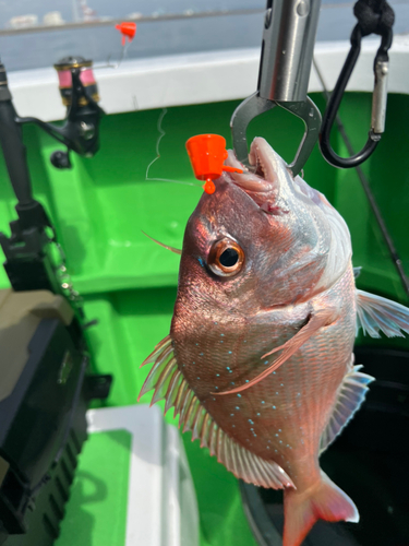 ハナダイの釣果