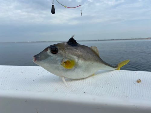 ギマの釣果