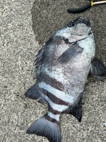 イシダイの釣果