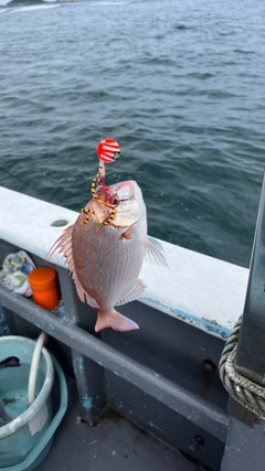 チャリコの釣果