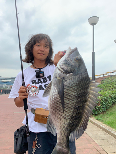 チヌの釣果