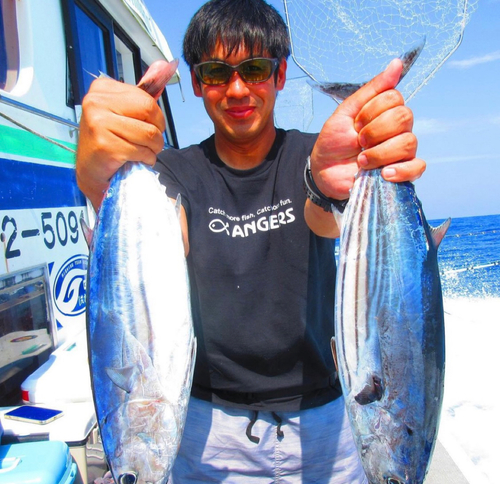 カツオの釣果