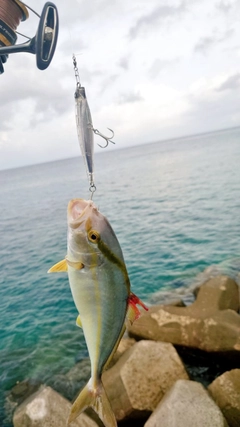 カンパチの釣果