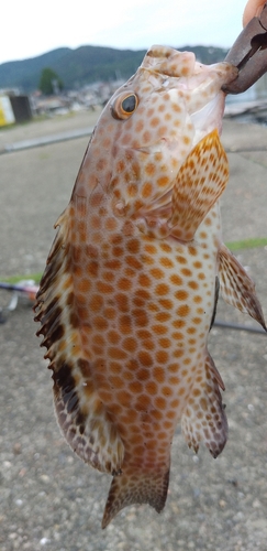 オオモンハタの釣果