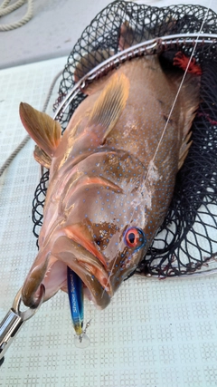 スジアラの釣果