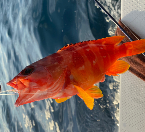 アカハタの釣果