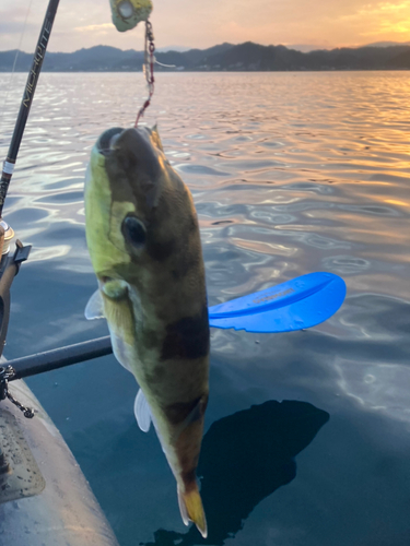 シロサバフグの釣果