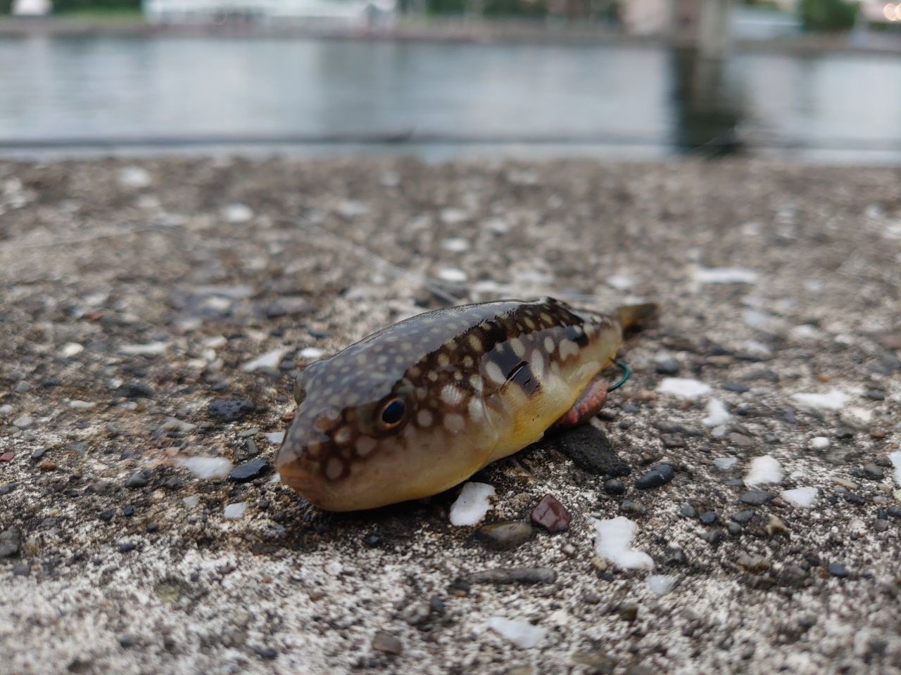 コモンフグ