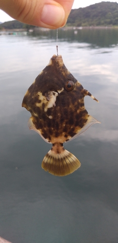 カワハギの釣果