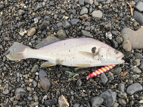 ニベの釣果