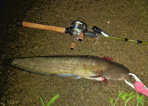 ナマズの釣果