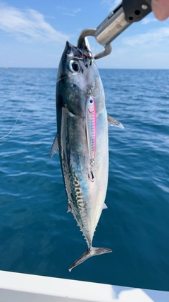 マルソウダの釣果