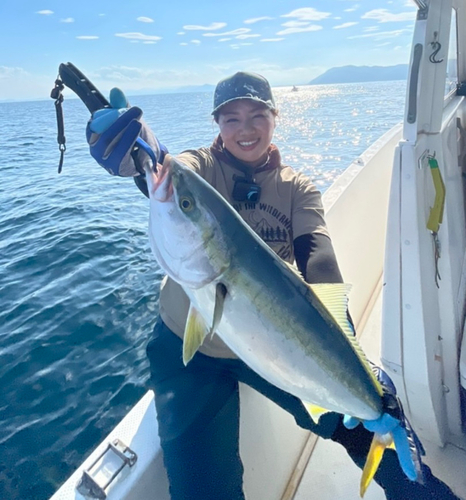 ハマチの釣果