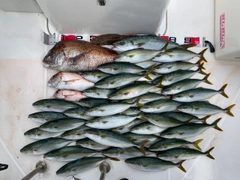 マダイの釣果