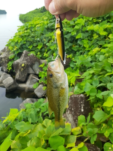 ブラックバスの釣果