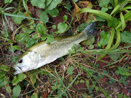 ブラックバスの釣果