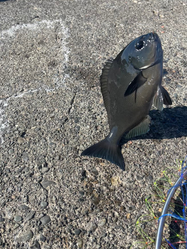 メジナの釣果