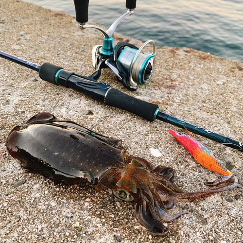 アオリイカの釣果