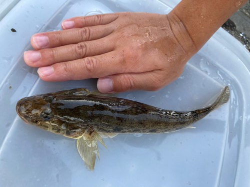 ウロハゼの釣果