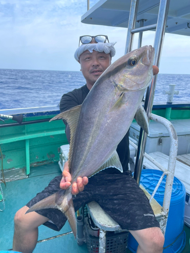 ヒラマサの釣果