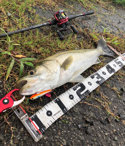 シーバスの釣果