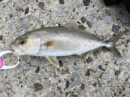 ネリゴの釣果