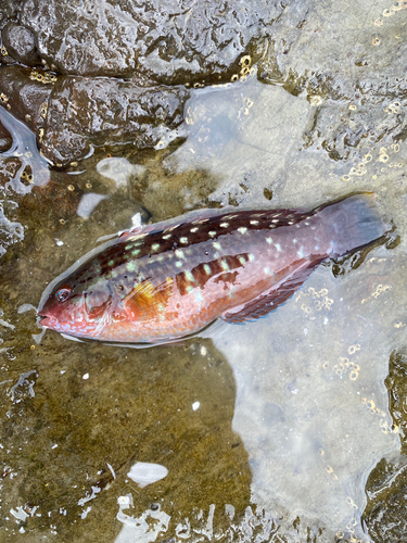 ホシササノハベラの釣果