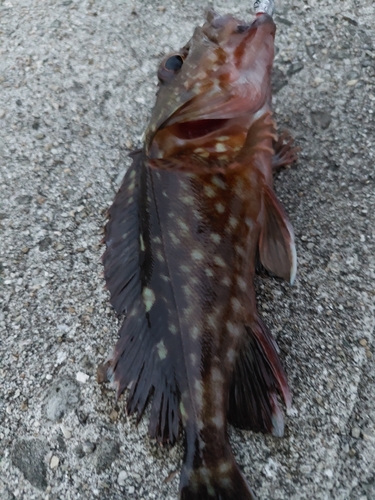 カサゴの釣果