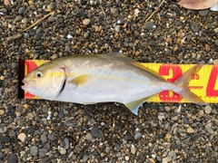 ショゴの釣果