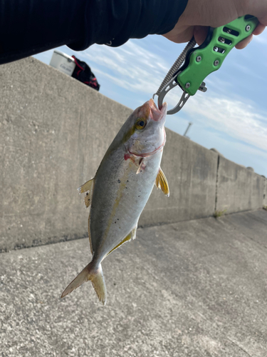 ショゴの釣果