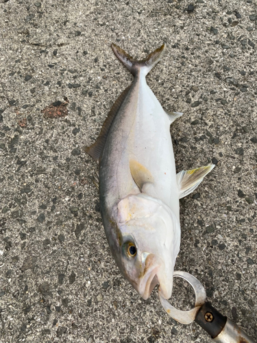 ネリゴの釣果