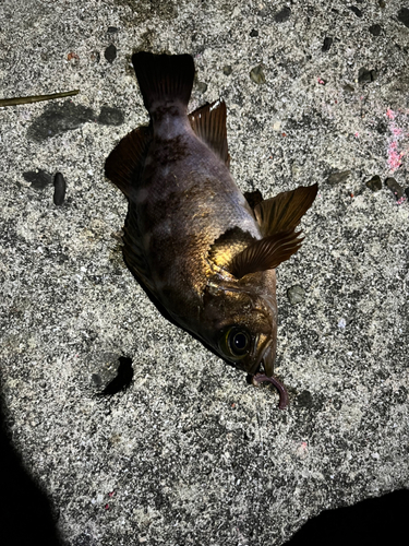 メバルの釣果