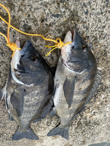 クロダイの釣果