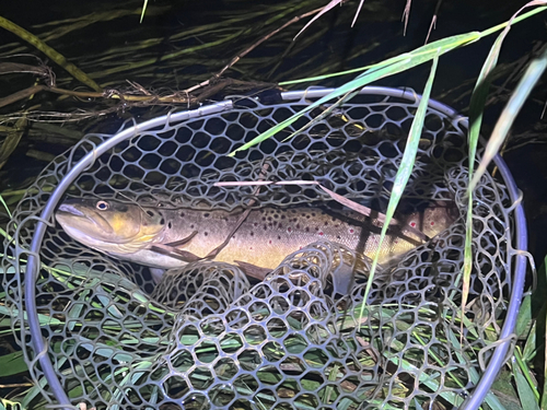 ブラウントラウトの釣果