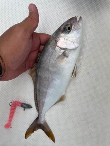 カンパチの釣果